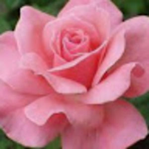 Meet your Posher, Dolores